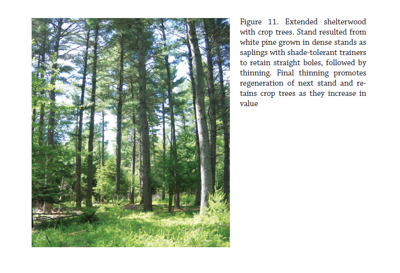 Eastern White Pine Fact Sheet - Signs of the Seasons: A New England  Phenology Program - University of Maine Cooperative Extension