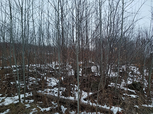 Five-year-old aspen trees
