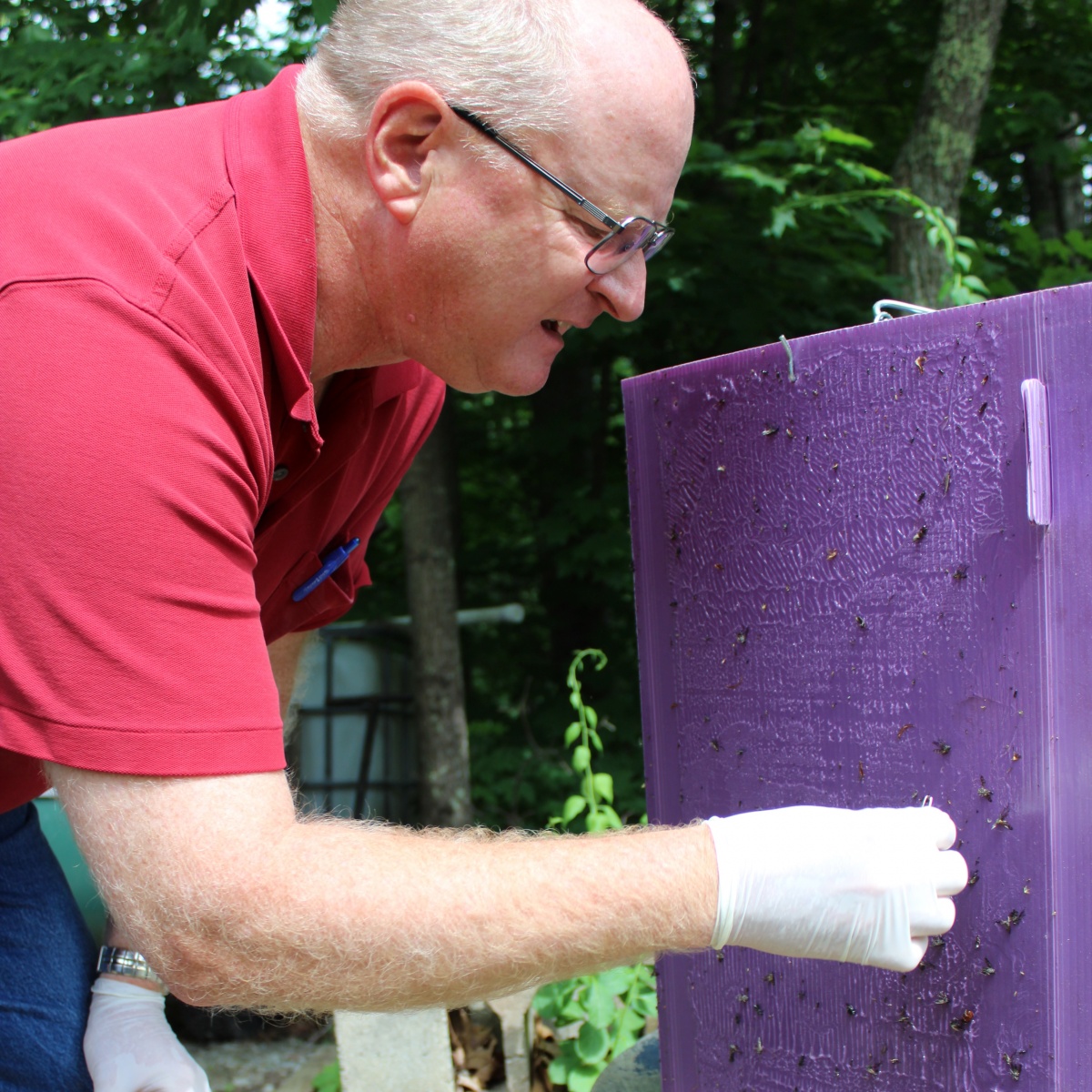 Fred Borman collects a specimen from a purple trap.