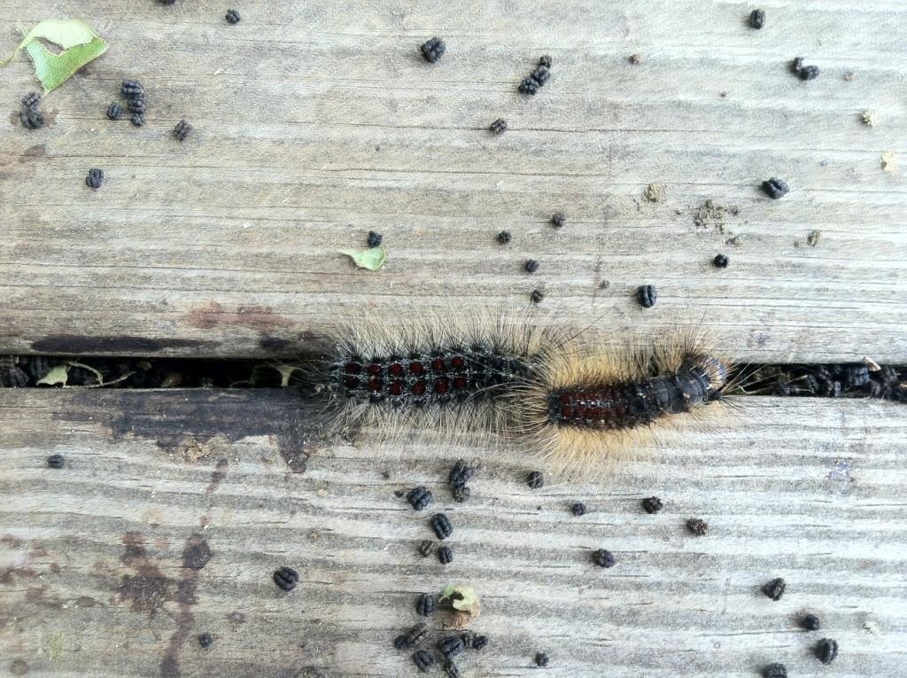 gypsy moth caterpillars and their droppings
