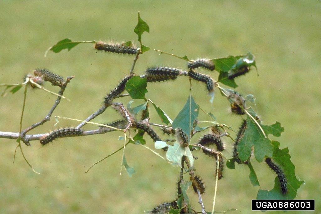 larvae feeding on oak trees