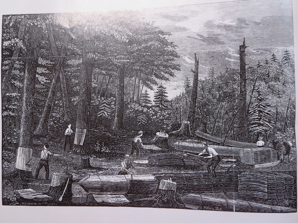 Hemlock Harvest Engraving