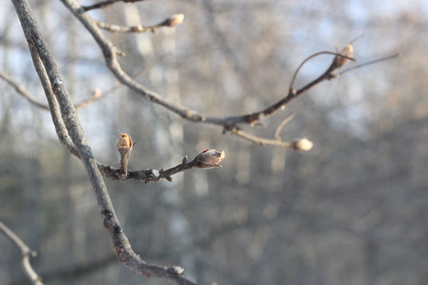 The relatively large, stout bud of the shagbark hickory is distinct.