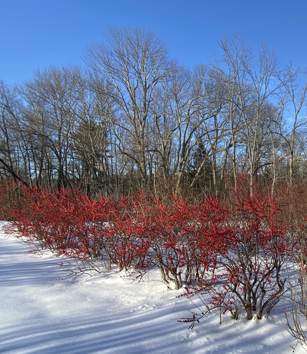 Growing Woody Cut Branch Crops [fact sheet]