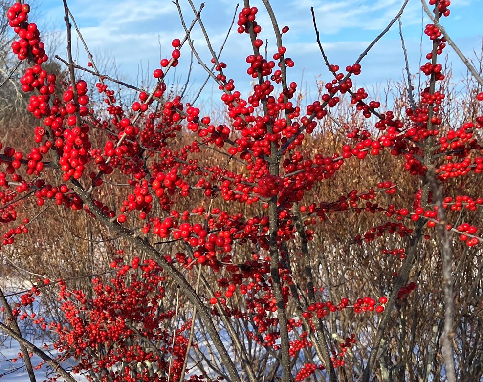 Winterberry Stem - Bowood Farms