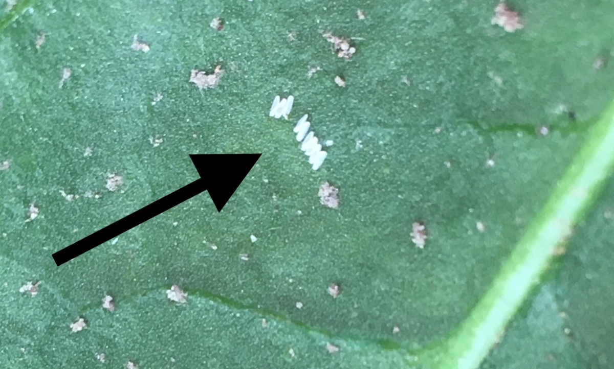 Leafminer eggs on a spinach leaf