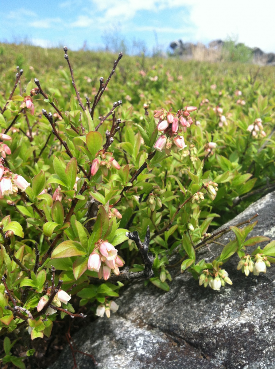 Image of A field of low bush blueberries in bloom