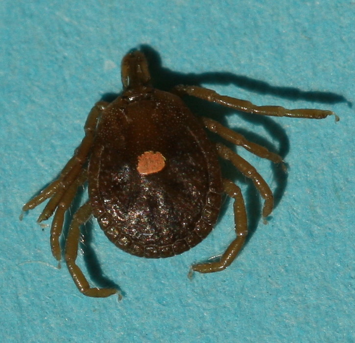 Biology and Management of Ticks in New Hampshire [fact sheet] Extension