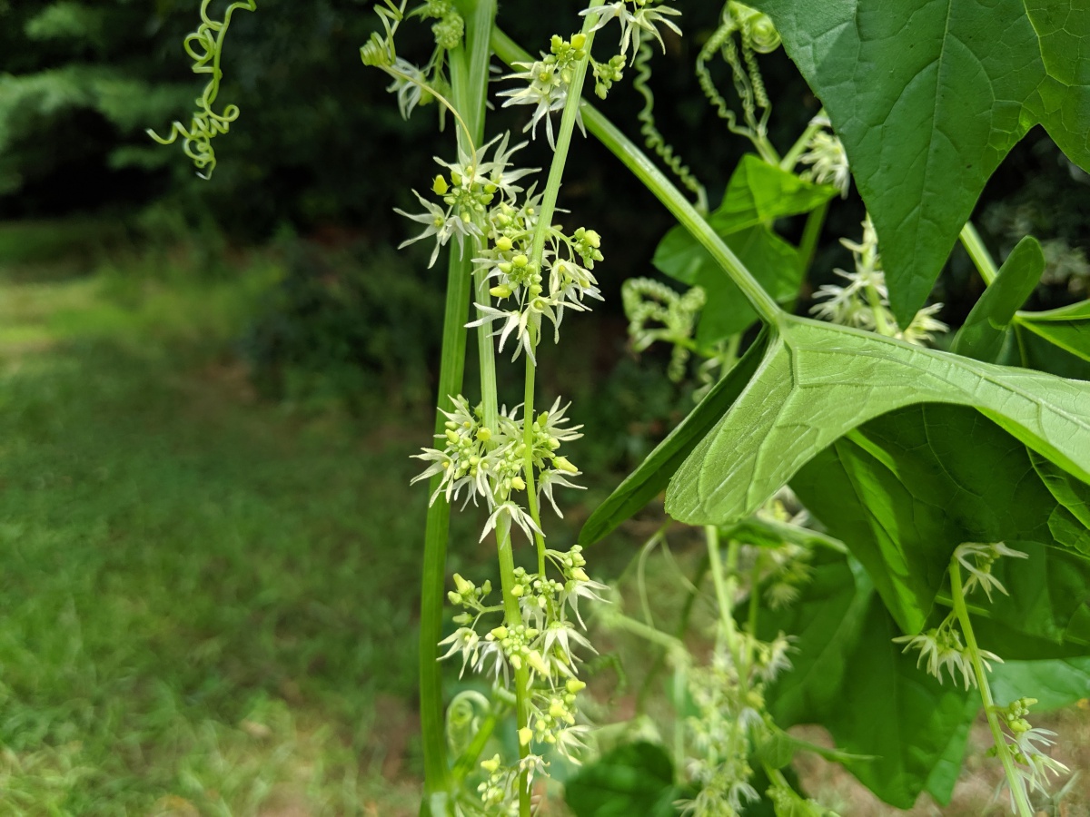 wild cucumber flower closeup