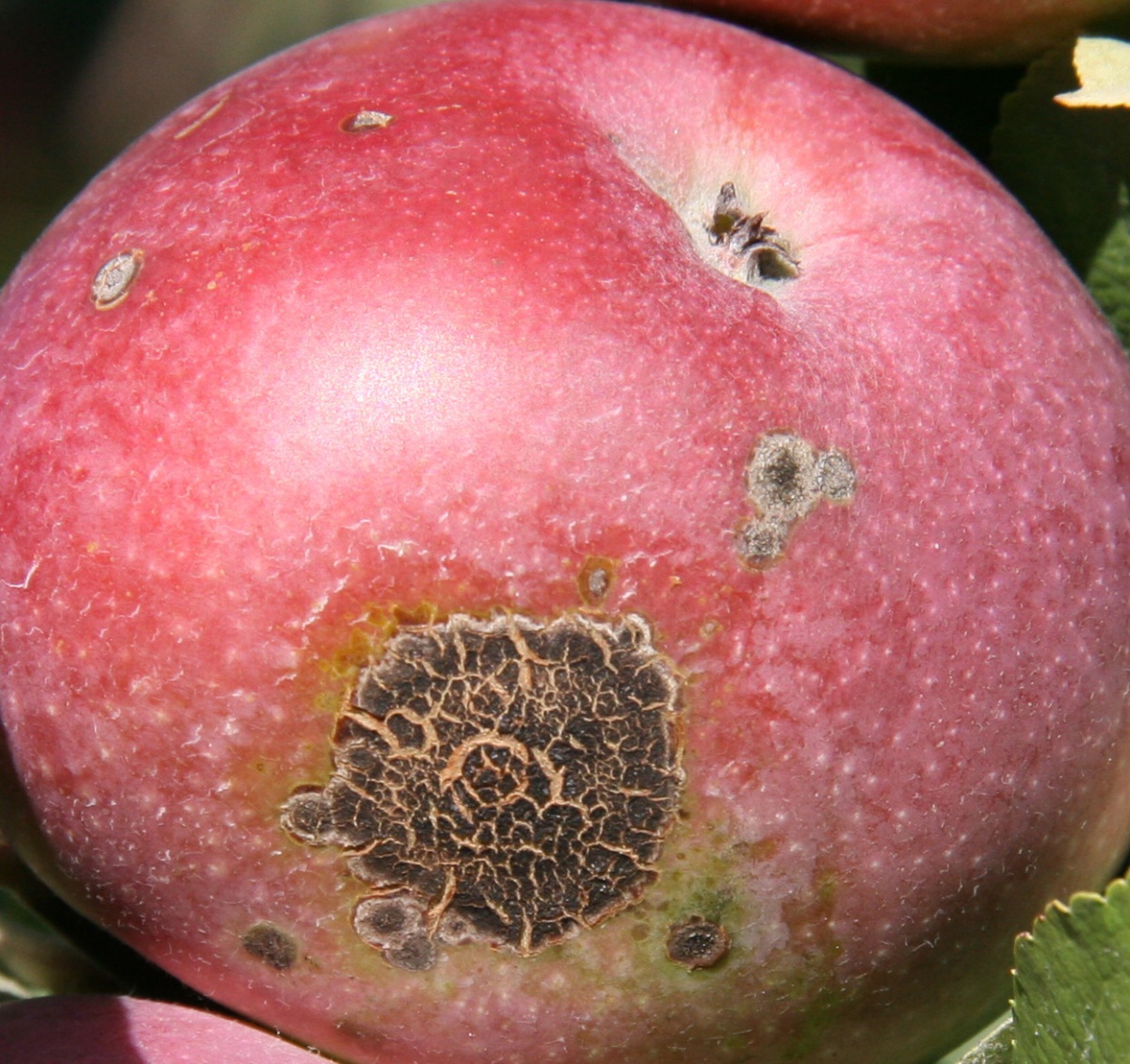 San Jose Scale, WSU Tree Fruit