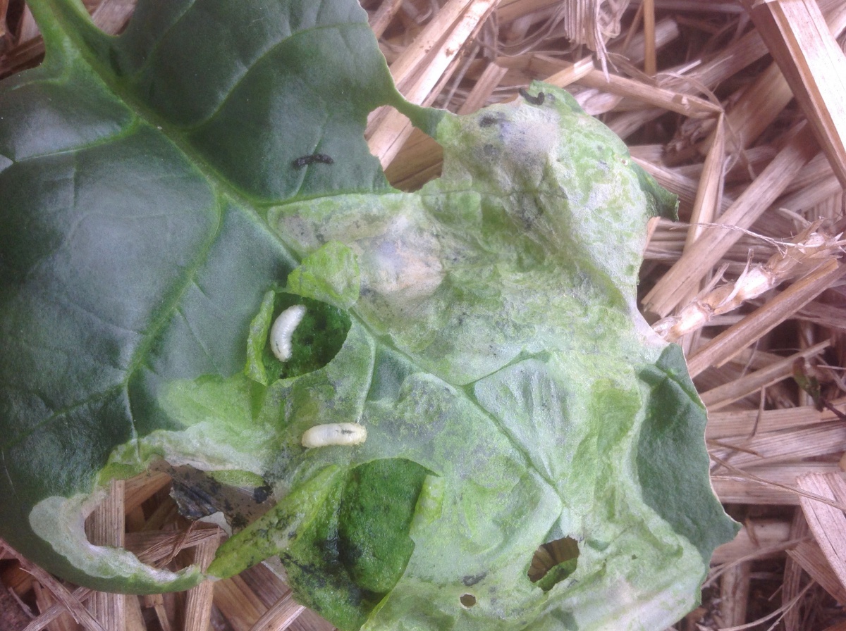Leafminer larvae in a spinach leaf