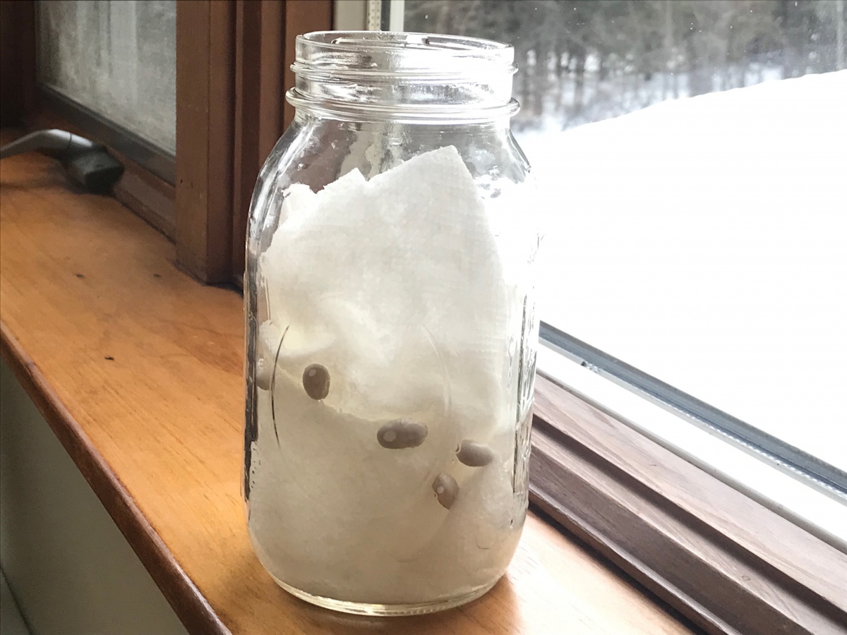 beans in a jar