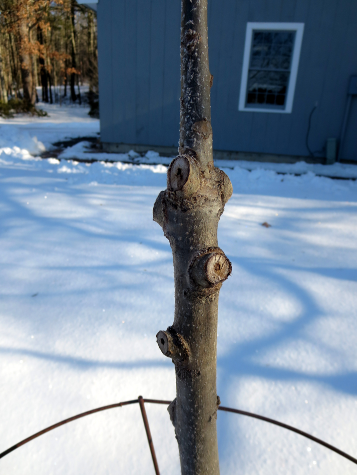 Close up of pruned branch collars