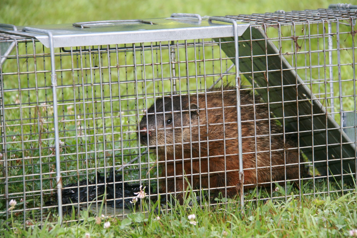 woodchuck in live trap