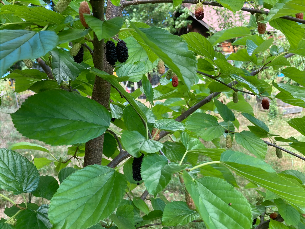 Morus alba (White Mulberry): Minnesota Wildflowers