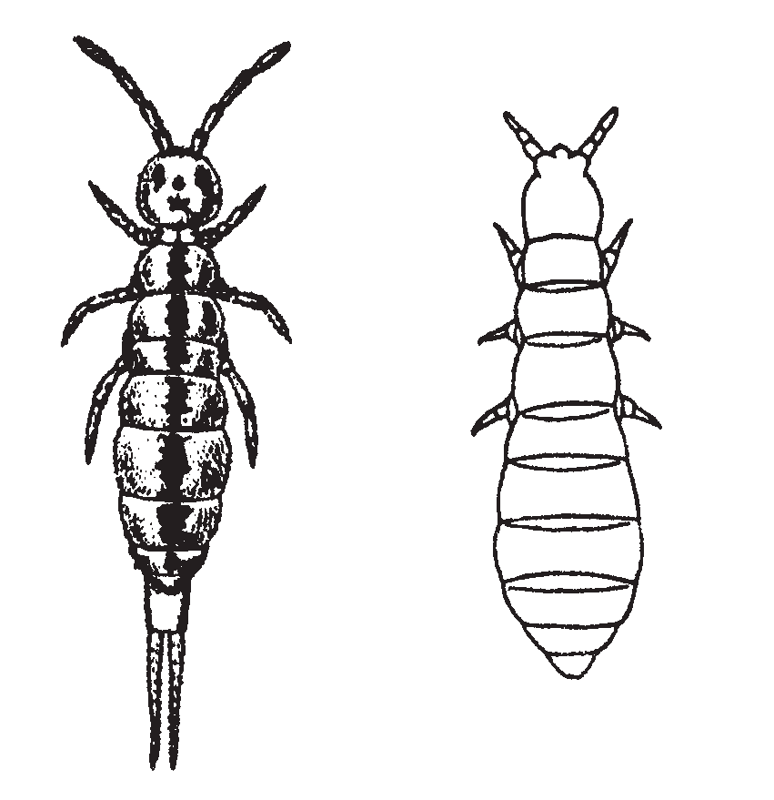 Where Do Springtails Come From - What's That Bug?