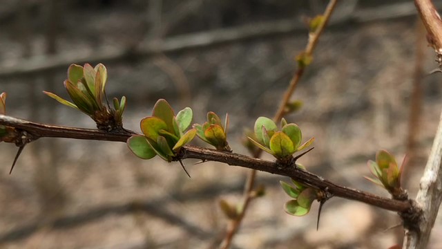 The first signs of springspotting invasive plants