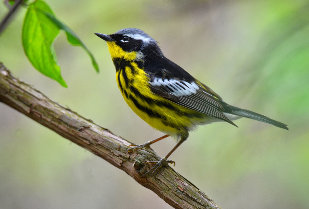 Magnolia Warbler