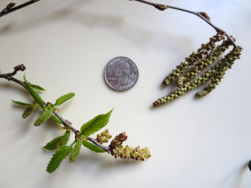 Male and Female Catkins