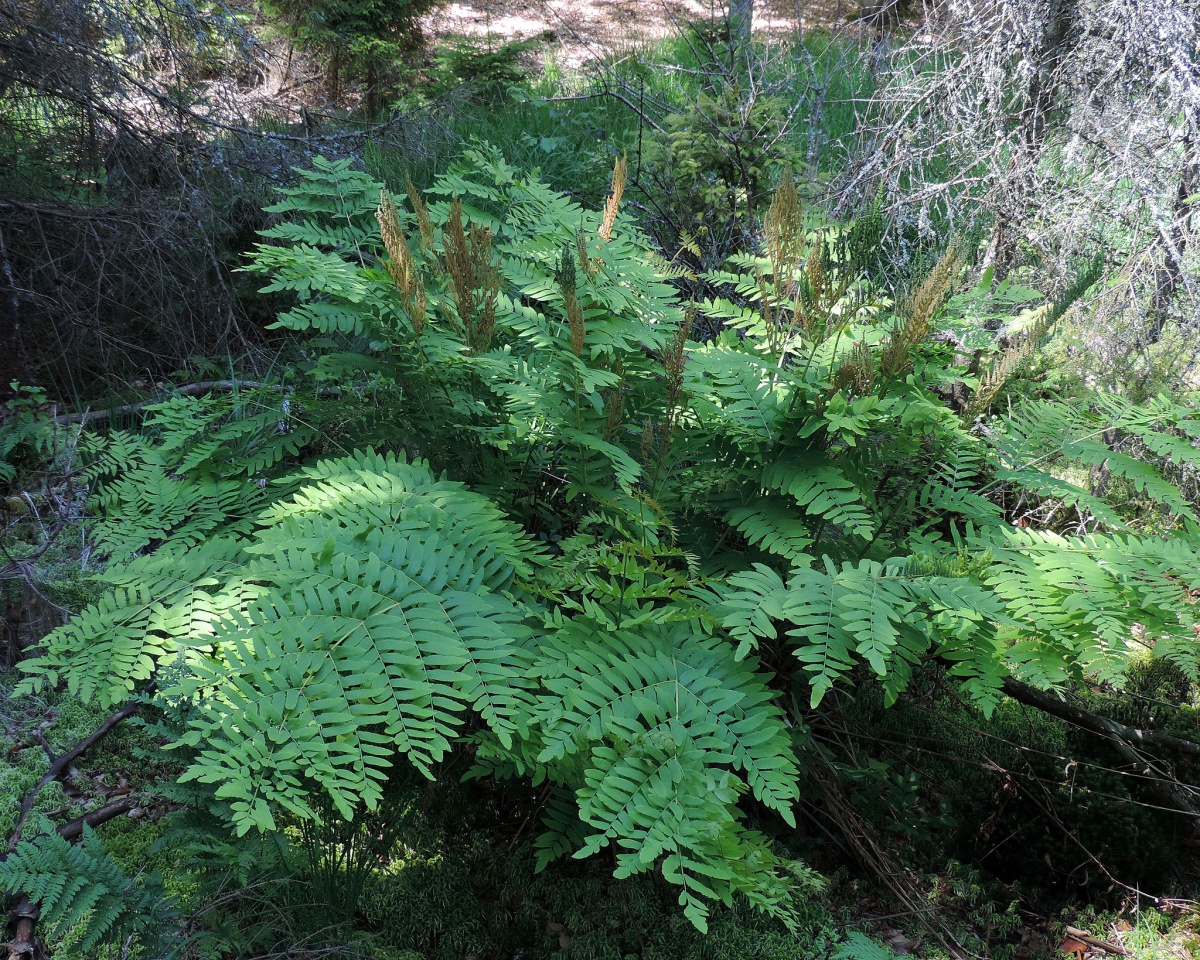 Royal Fern