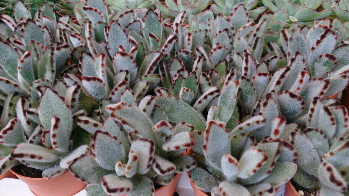 Kalanchoe tomentosa