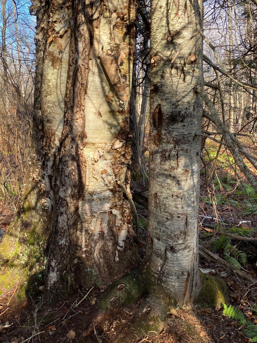 What does developing an 'old-growth' forest mean for private forest  landowners? - Forest Research and Outreach - ANR Blogs