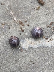 Two rolled up pillbugs