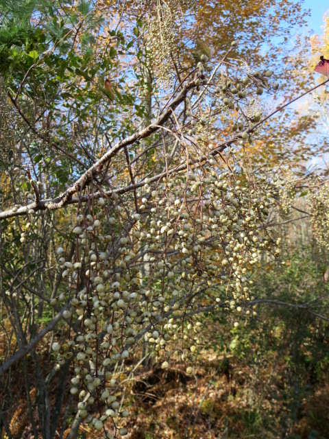 Poison Sumac berries