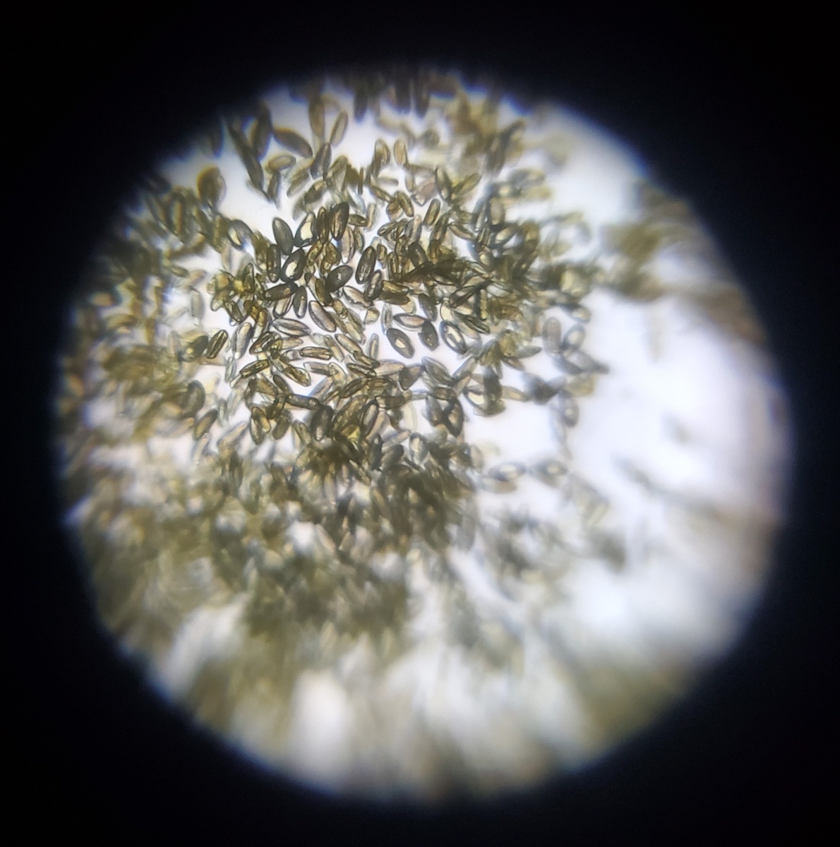 microscope slide of pollen