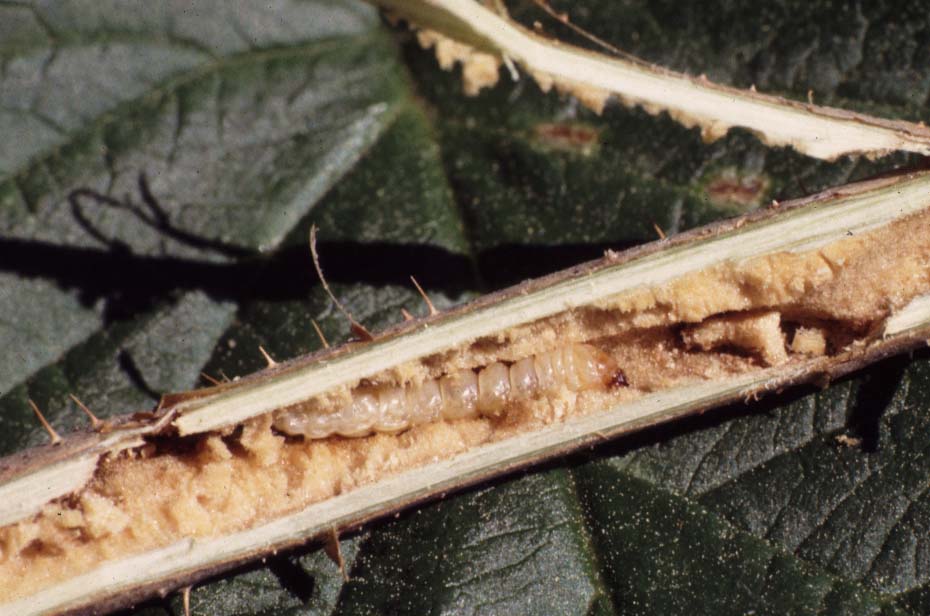 Raspberry cane borer larva