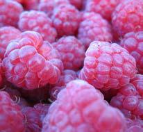 10 Fun Facts About Bramble Berry