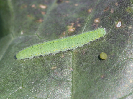 Imported cabbageworm, a possible target for caterpillar strains of B.t. Photo: Alan T. Eaton.