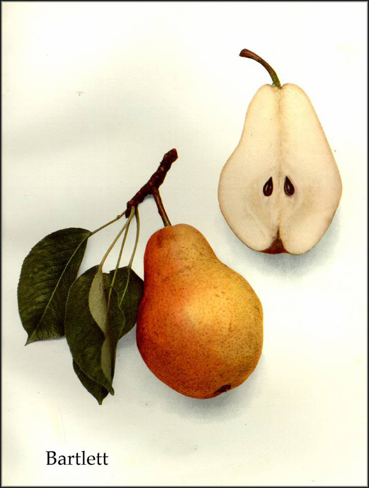 Bartlett Pears Information and Facts