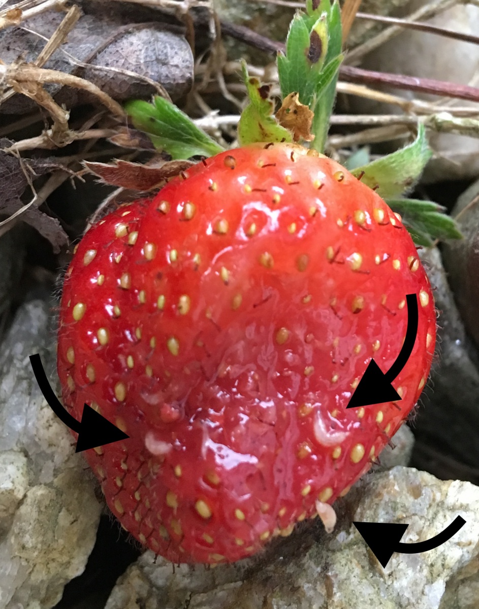 Spotted Wing Drosophila Swd – A Major Pest Of Fruit Crops Extension