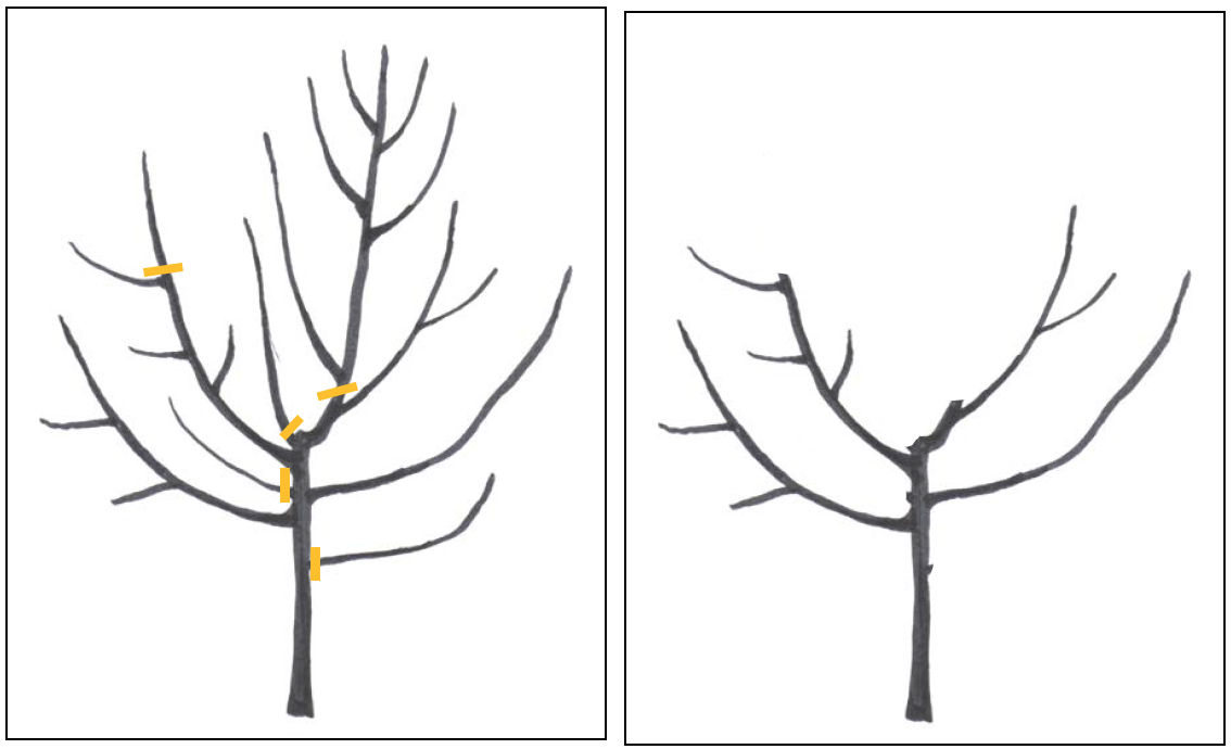 schematic diagram of young open-center tree