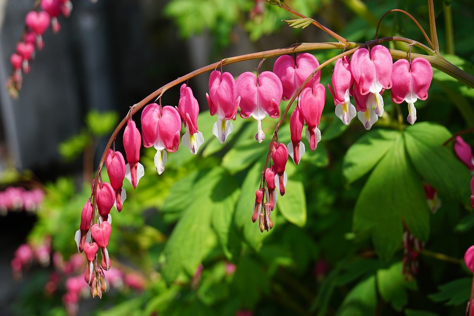 Bleeding Heart