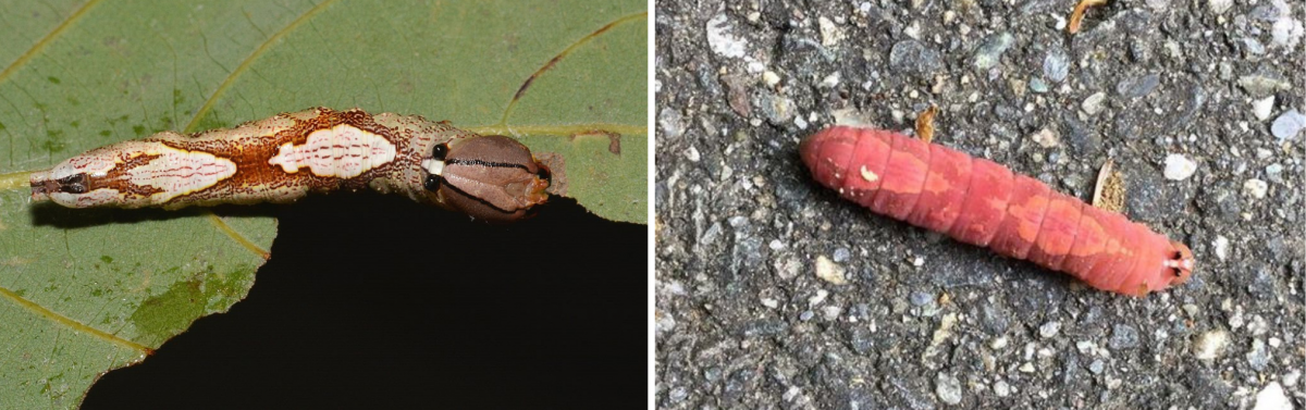 heterocampa umbrata caterpillar