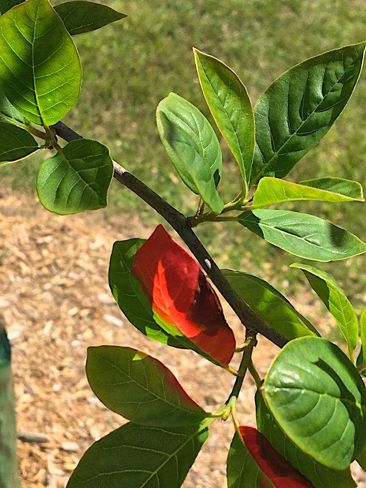 black gum tree leaves