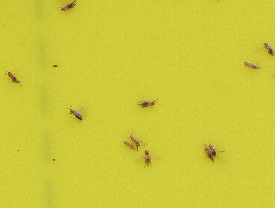 Western flower thrips adults on yellow  sticky card