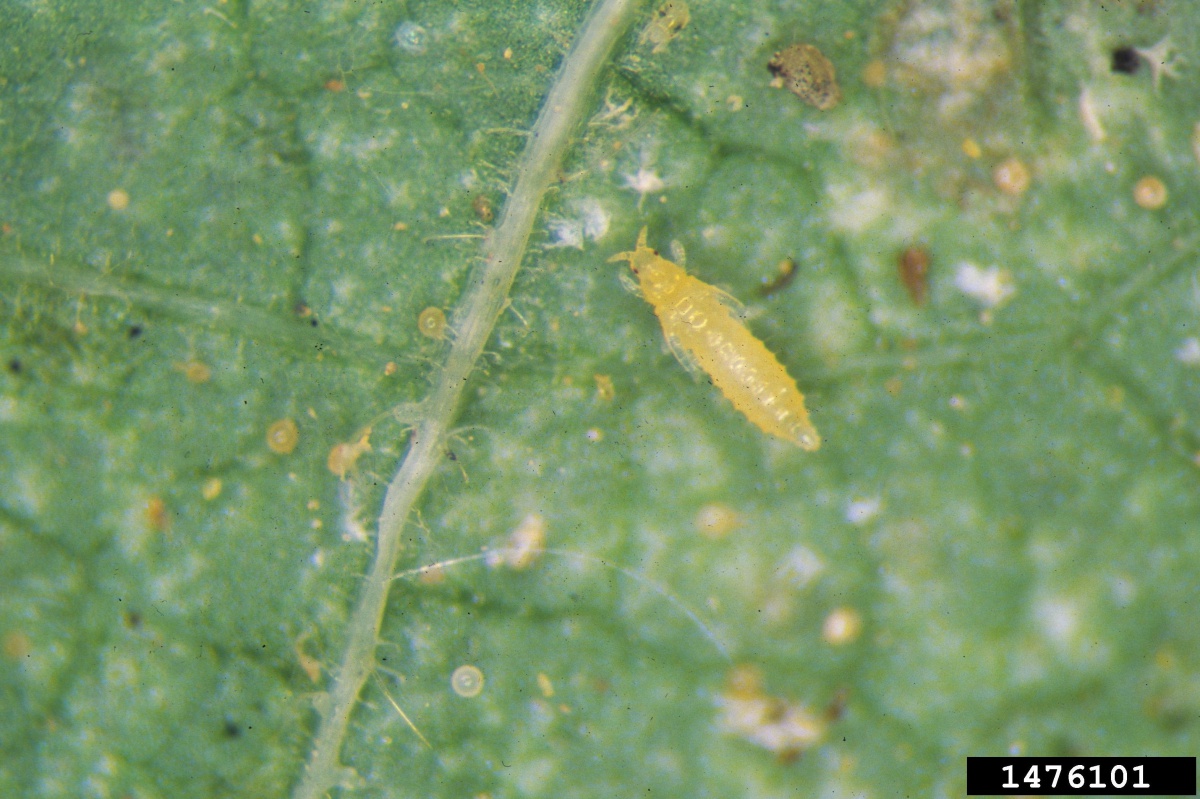 Immature form (larva) of western flower thrips