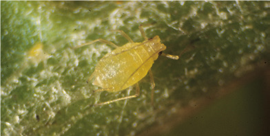 Adult green peach aphids