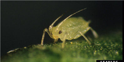  Immature greenhouse aphids