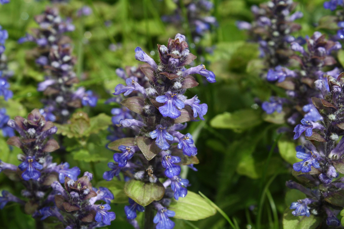 Ajuga reptans (bugleweed) – a perennial groundcover that can serve as a lawn replacement