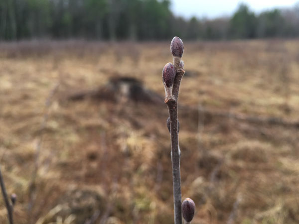 The buds of speckled alder are “football-shaped” and sit up off the branch on a stalk.