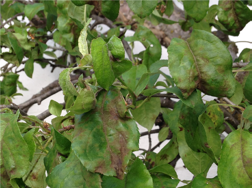 Severe early season foliar apple scab symptoms