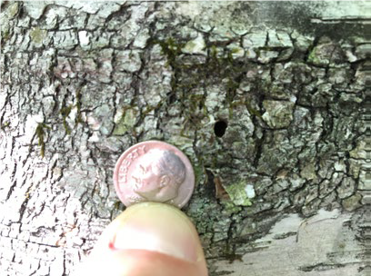 Adult Bronze Birch Borer.  Dode Gladders, University of New Hampshire Extension.