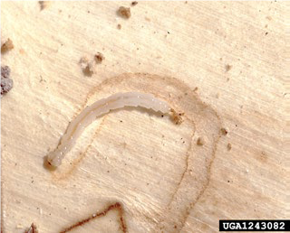  Bronze birch borer larva on birch