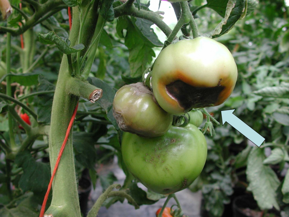 How to Prevent Blossom End Rot on a Large Scale | Managing Calcium uptake in Tomato Crops