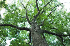 Large Oak Tree