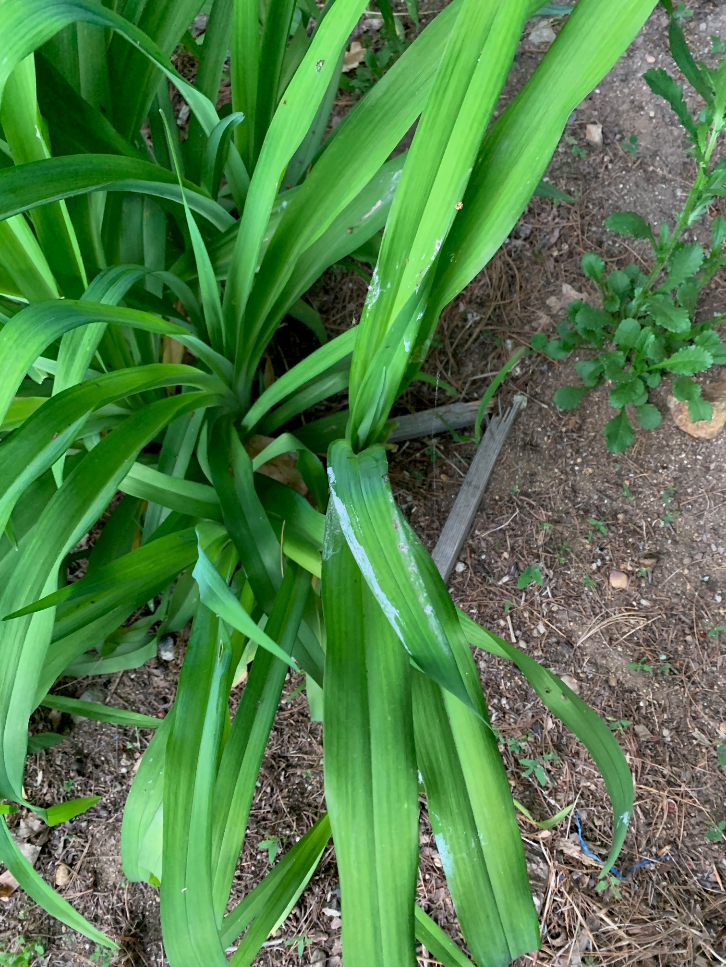 bird droppings on plant